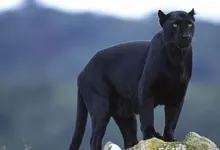 animals panthers black panther 1920x1080 wallpaper Art HD Wallpaper